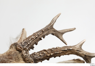 European roe deer antler head 0012.jpg